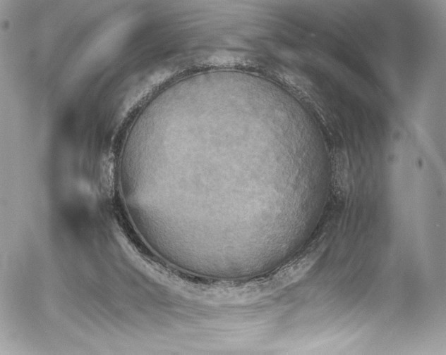 X0000054370016200507291058