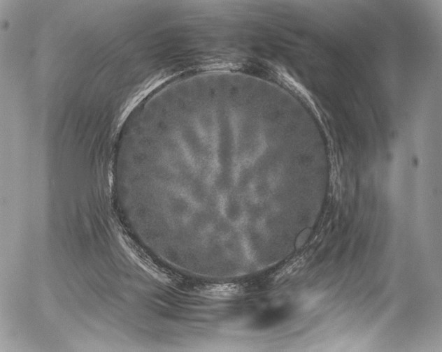 X0000054370059200507291057