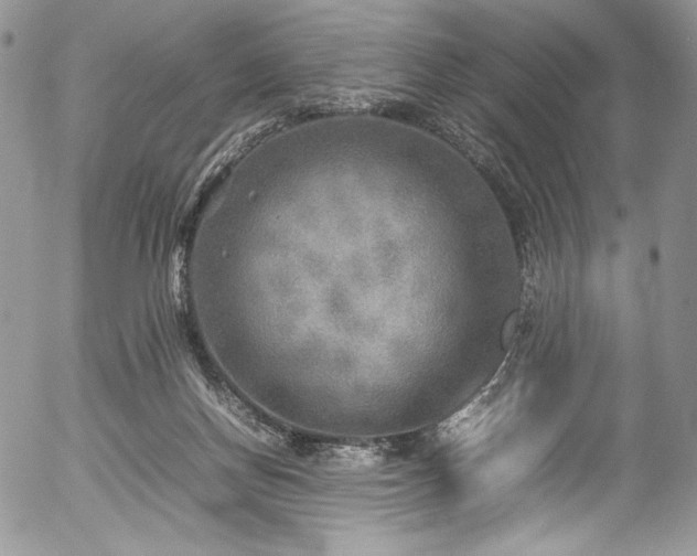 X0000054370166200507291056