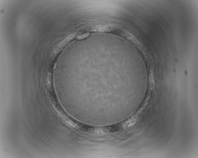 X0000054370305200507291054