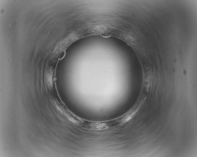 X0000054370334200507291053