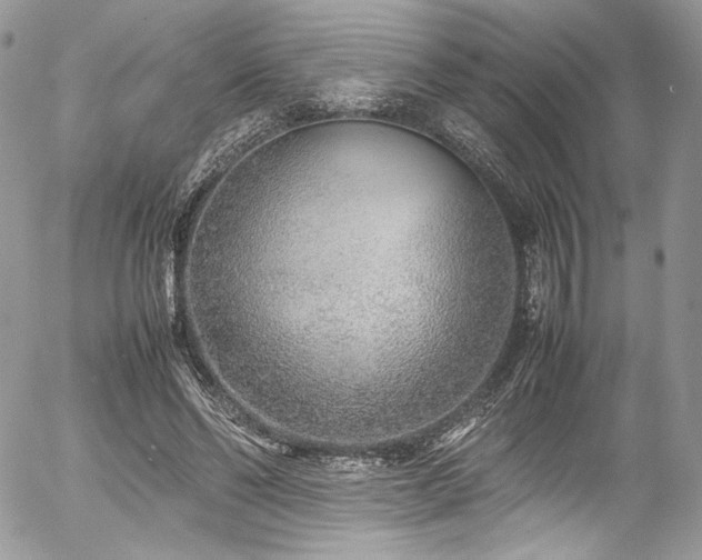 X0000054370494200507291050