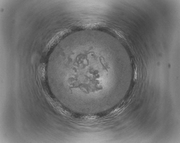 X0000054370495200507291050