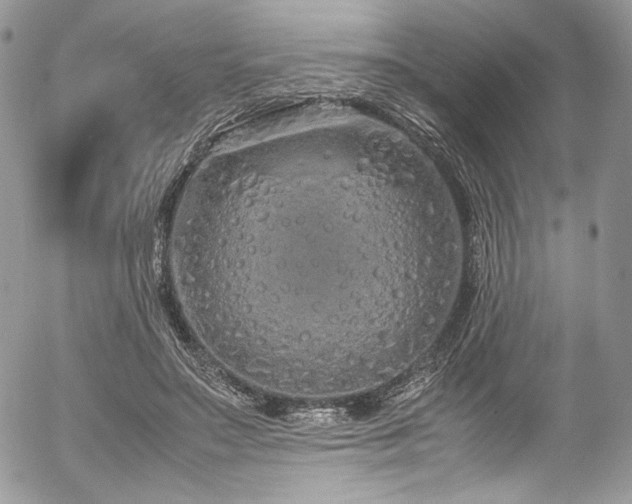 X0000054370499200507291050