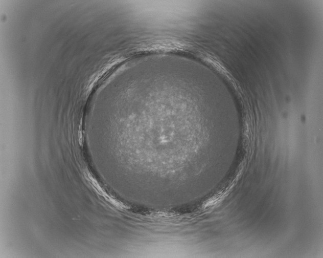 X0000054370585200507291049