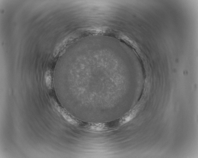 X0000054370720200507291047