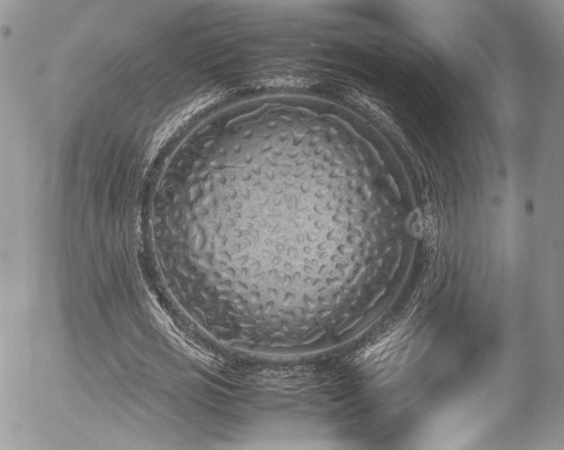 X0000054370725200507291046