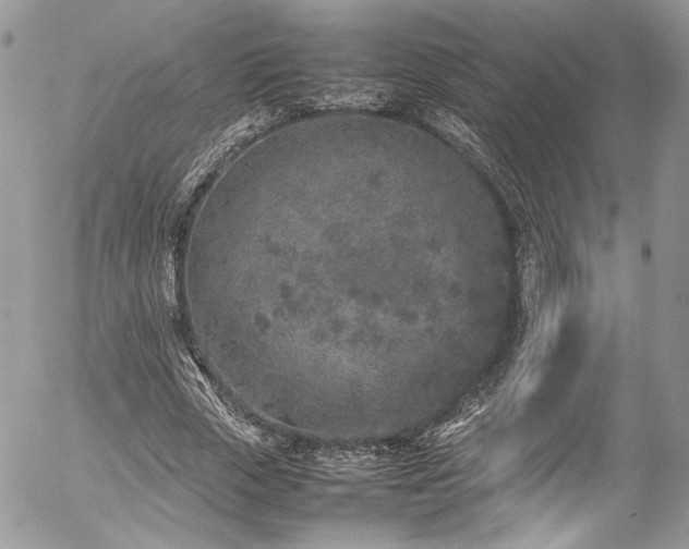 X0000054370729200507291046