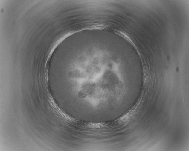 X0000054370835200507291045