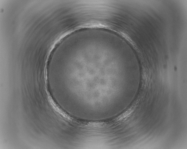 X0000054370840200507291045