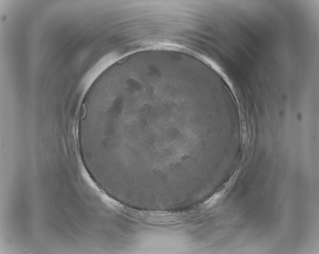 X0000054371007200507291042