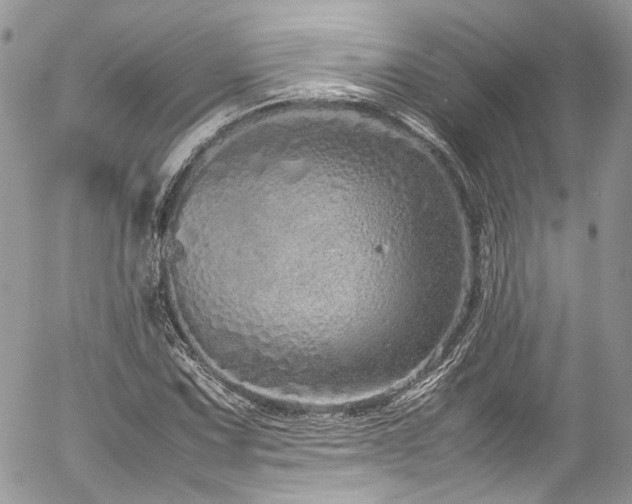 X0000054371067200507291041