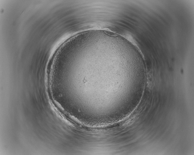 X0000054371096200507291040