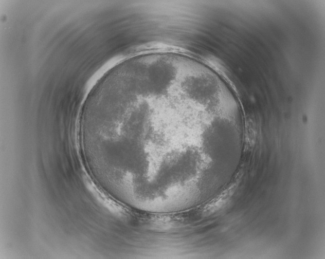 X0000054371098200507291040