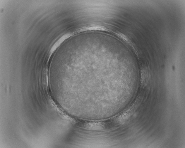 X0000054371274200507291037