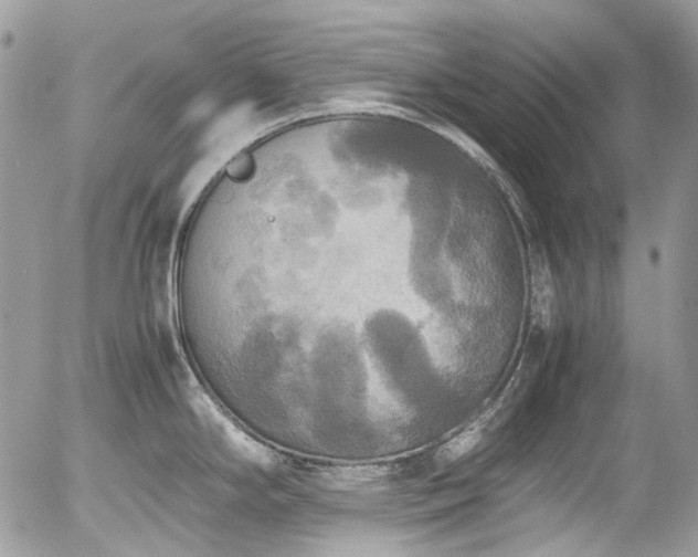 X0000054371294200507291037