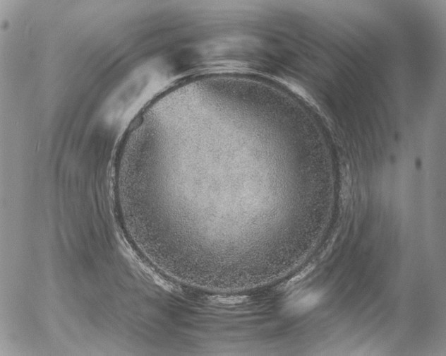 X0000054371325200507291037