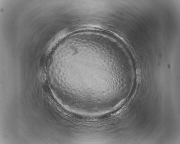 X0000054371363200507291036