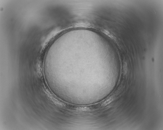 X0000054371454200507291034