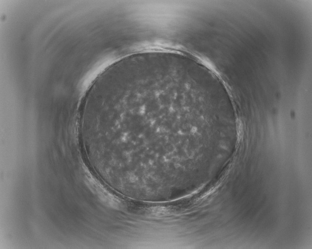 X0000054371463200507291034