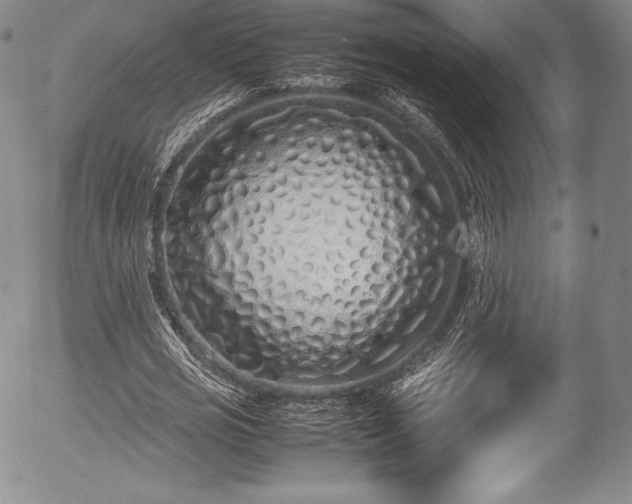 X0000054370725200508011220