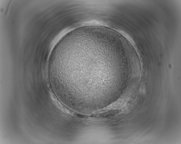 X0000054371008200508011215