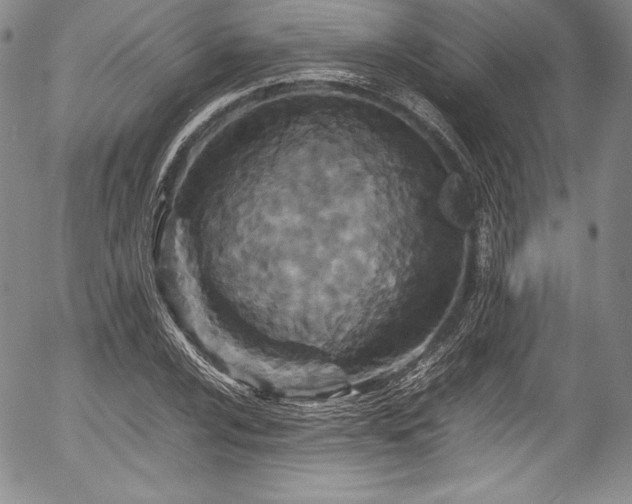 X0000054371024200508011215