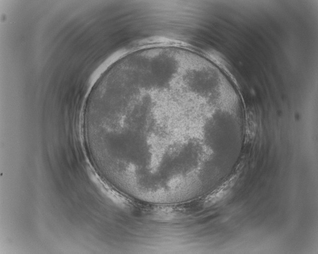 X0000054371098200508011214