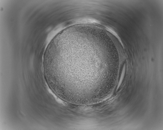 X0000054371103200508011214