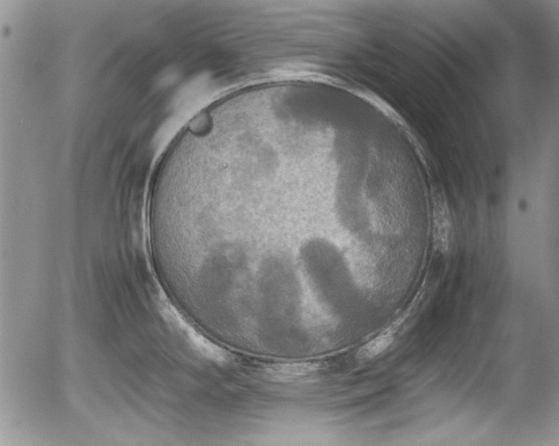 X0000054371294200508011210