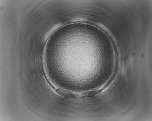 X0000054371337200508011210