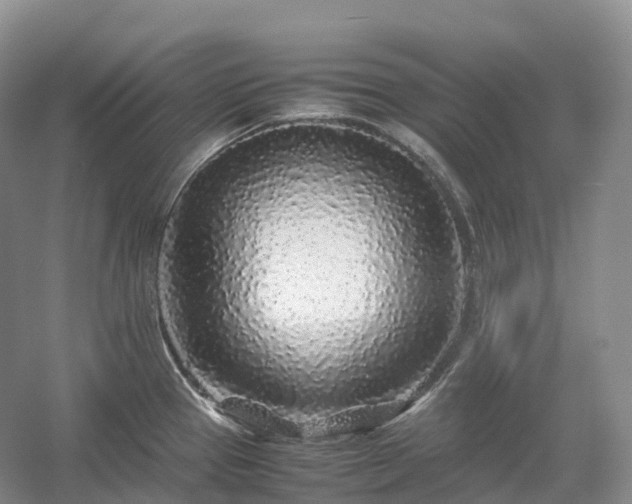 X0000054371337200508051545