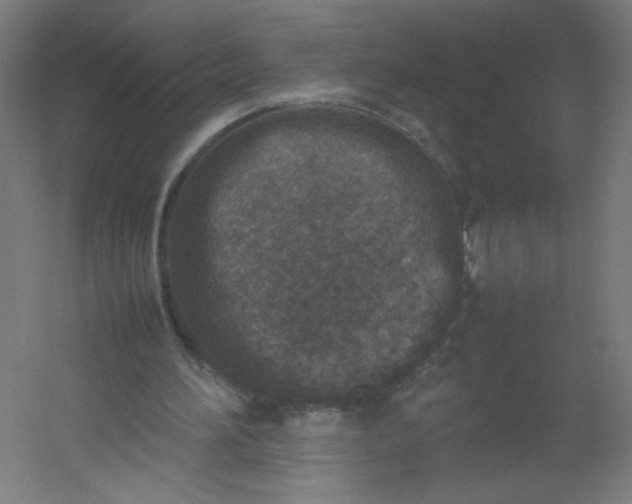 X0000054370196200508121549