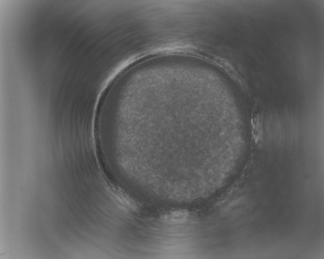 X0000054370196200508191855