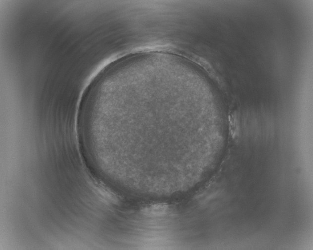 X0000054370196200508262350