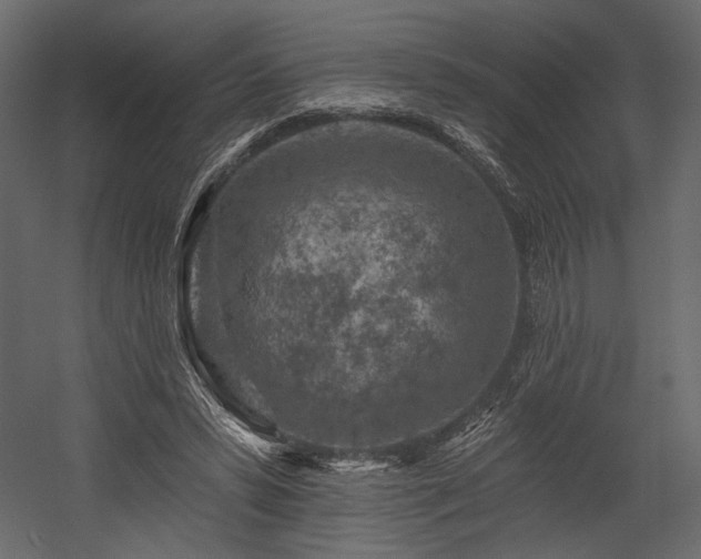 X0000054380399200508011259