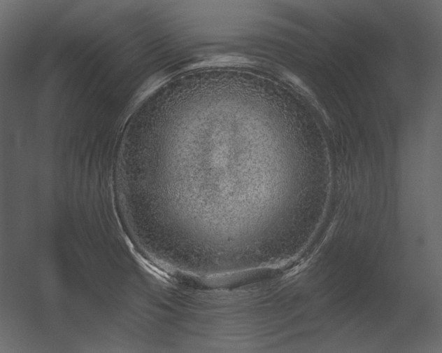 X0000054381425200508011242