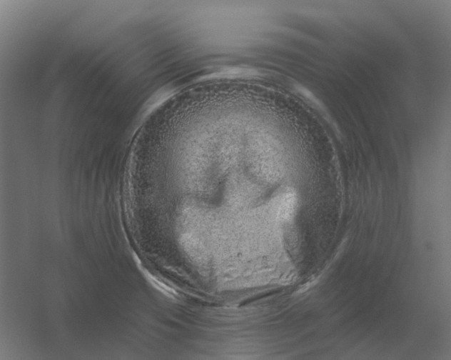 X0000054381425200508121555
