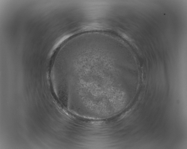 X0000054381453200508121554