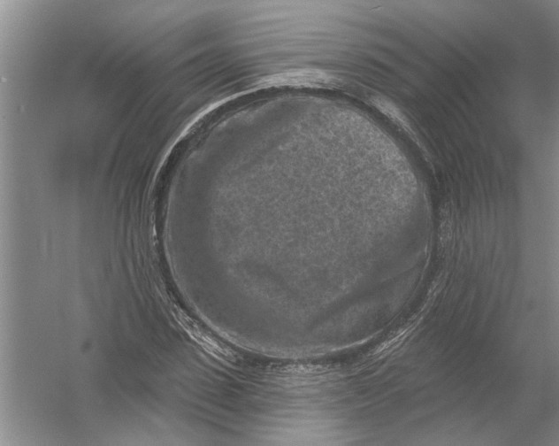 X0000054380923200508191908