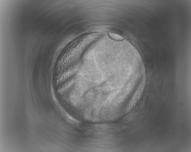 X0000054380145200508270016