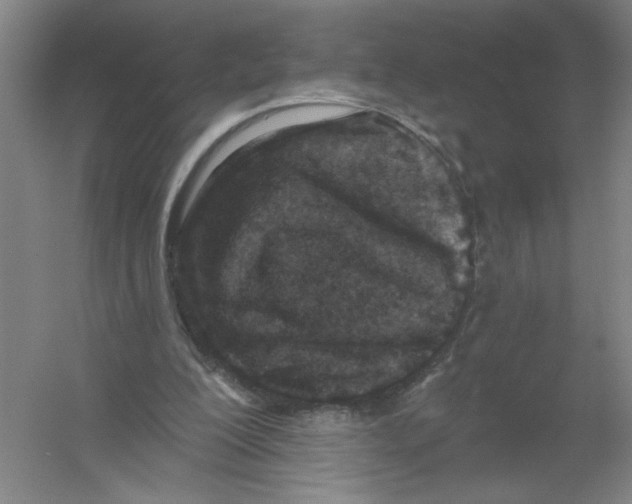 X0000054380200200508270016