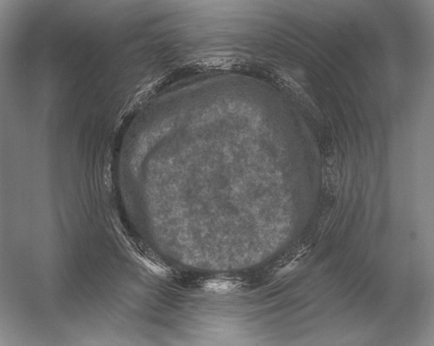 X0000054380504200508270011