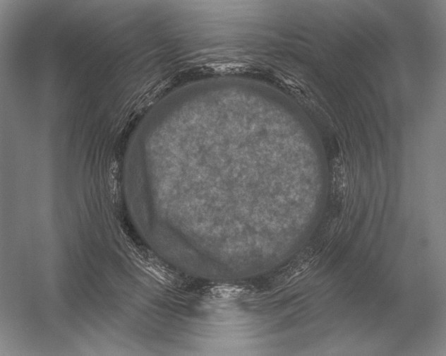 X0000054380650200508270008