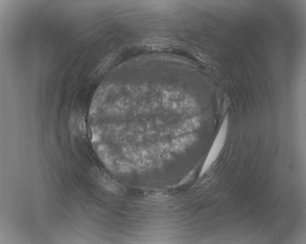 X0000054381155200508270000