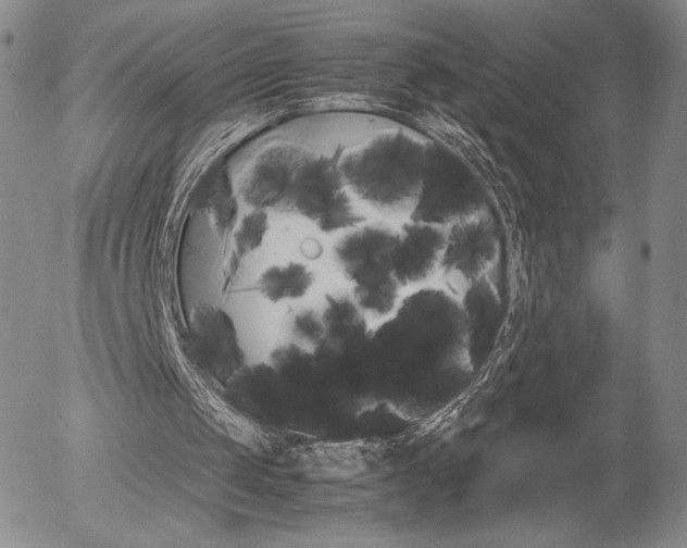X0000054390049200507290816
