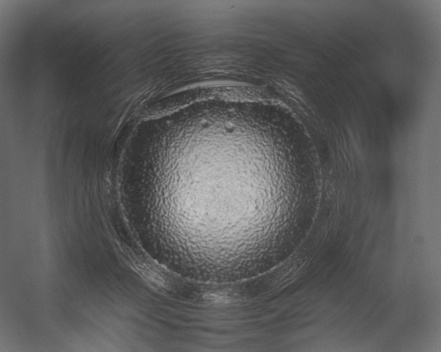 X0000054390365200507291150