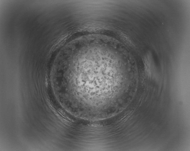 X0000054390644200507291145