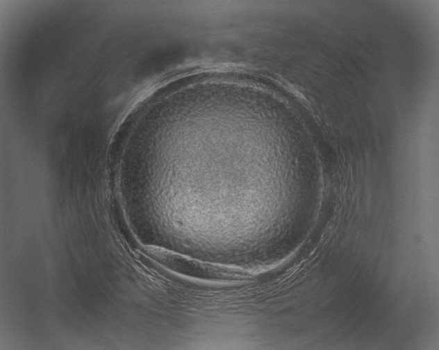 X0000054391263200507291134
