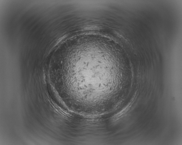 X0000054391401200507291131